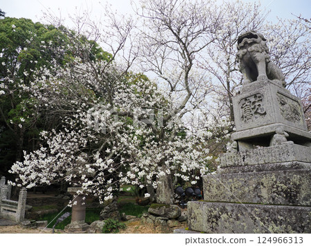 重月公園有看門狗和櫻花的風景 124966313