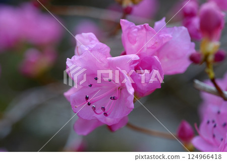 Akashiyoshio Akashiyoshio 124966418
