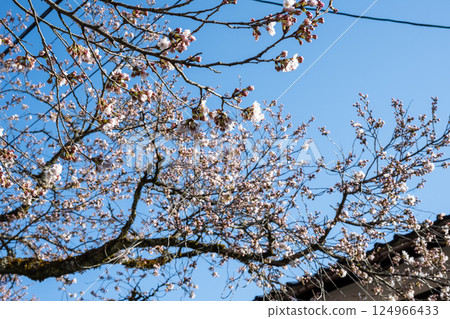 日本岡山縣新莊村美麗的春景 124966433