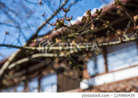 日本岡山縣新莊村美麗的春景 124966439