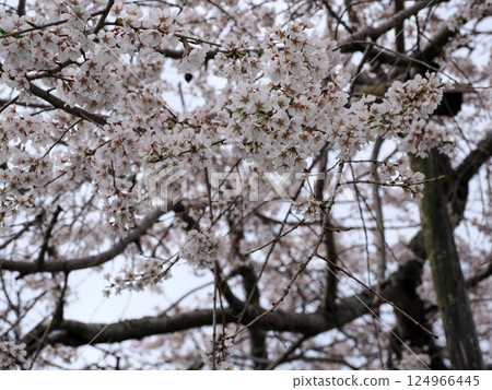 Scenery with cherry blossoms 124966445
