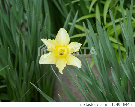 Yellow daffodil flowers 124966446