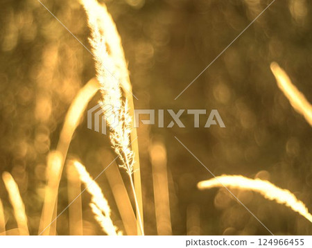 grass flower in the morning 124966455