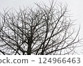 多雲的天空下，樹木開始發芽 124966463