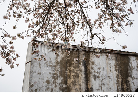 Beautiful spring scenery and old buildings in Mikanjuku, Maniwa city, Okayama prefecture, Japan 124966528