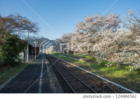 Beautiful spring scenery at Tsukida Station in Maniwa, Okayama Prefecture, Japan 124966562