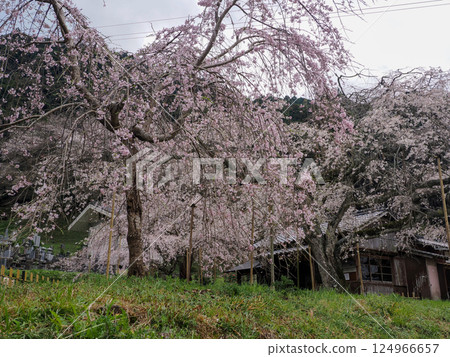 萩市南明寺的垂枝櫻花 萩市南明寺的垂枝櫻花 124966657