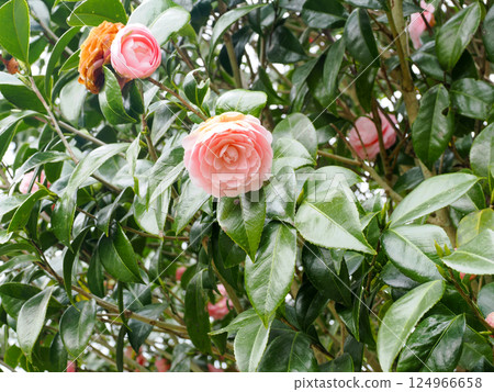 像玫瑰一樣的粉紅色山茶花 124966658