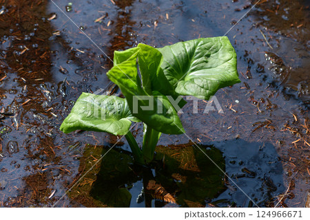 Rice bran 124966671
