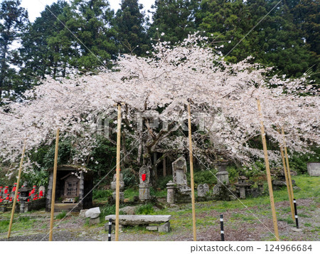 Weeping cherry blossoms at Nammyoji Temple in Hagi City 124966684