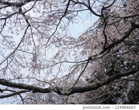Weeping cherry blossoms at Nammyoji Temple in Hagi City 124966685