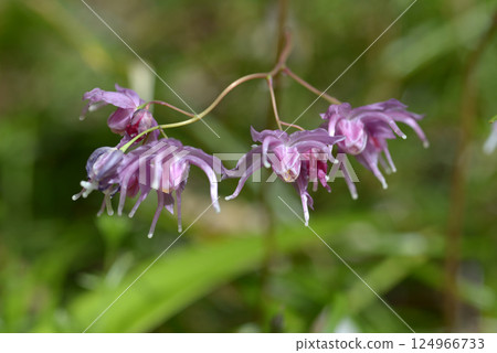 淡水韭菜 124966733