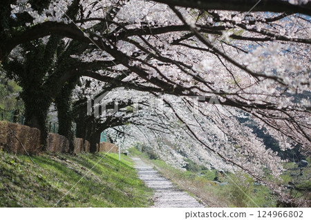 Cherry blossom tunnel and path Cherry blossom tunnel and path 124966802