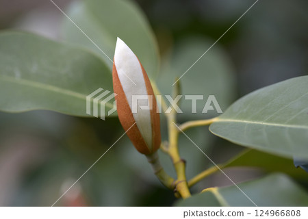 Mountain pine, a member of the magnolia family 124966808