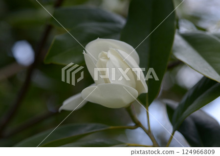 Mountain pine, a member of the magnolia family Mountain pine, a member of the magnolia family 124966809