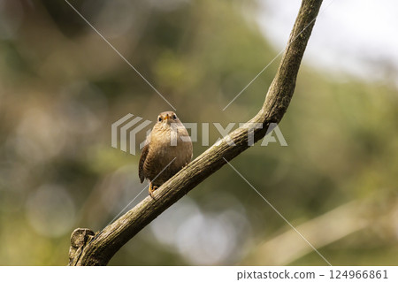 Eurasian wren (Troglodytes troglodytes), small tiny bird in the nature forest habitat. Little wren sitting on the branch, clear green background. Czech republic Eurasian wren (Troglodytes troglodytes), small tiny bird in the nature forest habitat. Little wren sitting on the branch, clear green background. Czech republic 124966861
