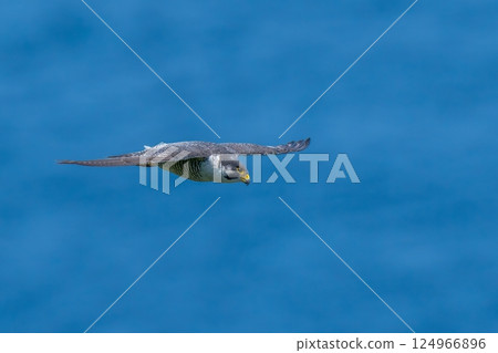 Adult peregrine falcon flying calmly with the Sea of Japan in the background Adult peregrine falcon flying calmly with the Sea of Japan in the background 124966896