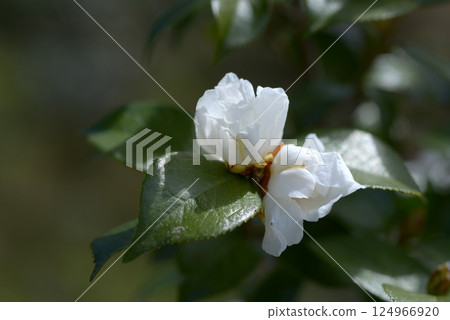 玉茶 玉茶 124966920