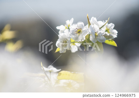 20th Century Pear Flower (Yurihama Town, Tottori Prefecture) 20th Century Pear Flower (Yurihama Town, Tottori Prefecture) 124966975