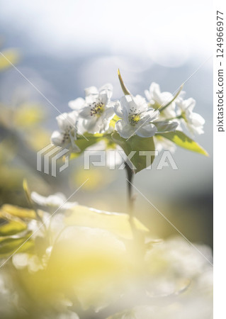 20th Century Pear Flower (Yurihama Town, Tottori Prefecture) 124966977