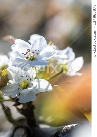 Nijisseiki梨花(鳥取縣百合濱市) Nijisseiki梨花(鳥取縣百合濱市) 124966979