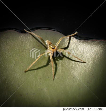 Crafty Fishing Spider 124966986