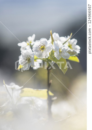 20th Century Pear Flower (Yurihama Town, Tottori Prefecture) 20th Century Pear Flower (Yurihama Town, Tottori Prefecture) 124966987