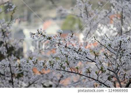Cherry blossoms in full bloom that herald the arrival of spring 124966998