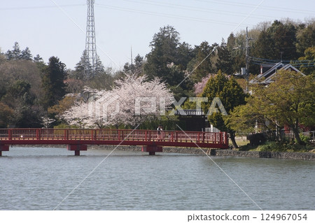 A commemorative photo with cherry blossoms in full bloom halfway across Benten Bridge (April 9, 2025) A serene spring scene at Onuma Park A commemorative photo with cherry blossoms in full bloom halfway across Benten Bridge (April 9, 2025) A serene spring scene at Onuma Park 124967054