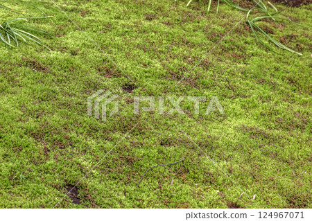 苔蘚與透過樹木的微弱陽光相映成趣的美麗[背景素材] 124967071