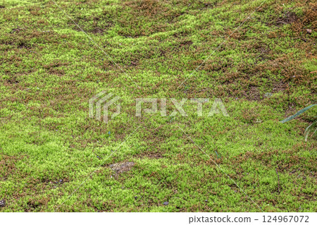 苔蘚與透過樹木的微弱陽光相映成趣的美麗[背景素材] 124967072