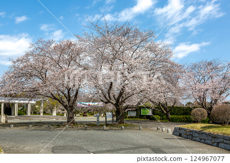 水戶市大串貝塚的櫻花【染井吉野】 水戶市大串貝塚的櫻花【染井吉野】 124967077