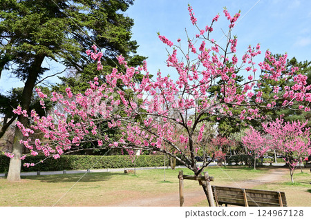 Kyoto Imperial Palace, Peach blossoms in full bloom, Peach grove, Kyoto City 124967128