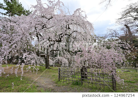 Weeping cherry blossoms in full bloom at the site of the Konoe residence, Kyoto Imperial Palace, Kyoto City 124967254