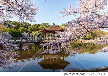 Cherry tree of Ukimido Cherry tree of Ukimido 124967311