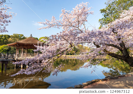 奈良公園的櫻花與浮見堂 124967312