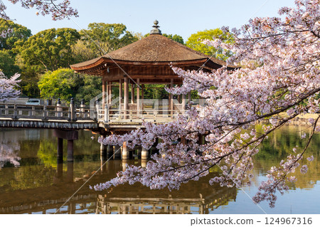 浮見堂櫻花盛開 浮見堂櫻花盛開 124967316