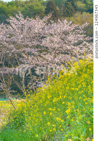 Cherry blossoms and rape blossoms in Semata Cherry blossoms and rape blossoms in Semata 124967345
