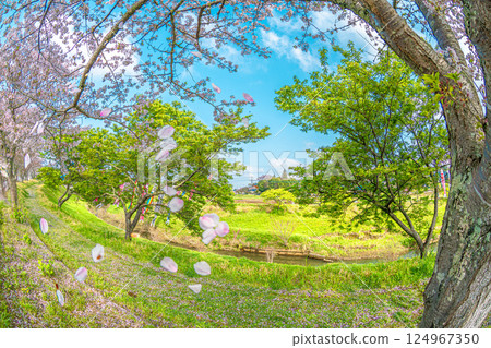 Cherry blossoms and carp streamers at Semata 124967350