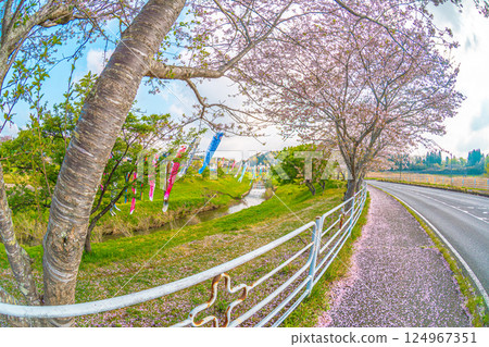 Cherry blossoms and carp streamers at Semata 124967351