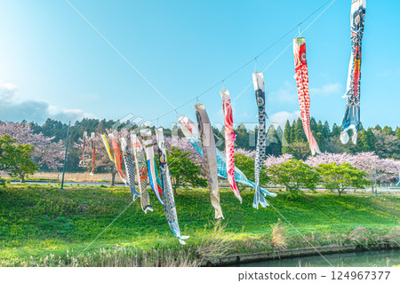 Cherry blossom trees and carp streamers in Semata 124967377