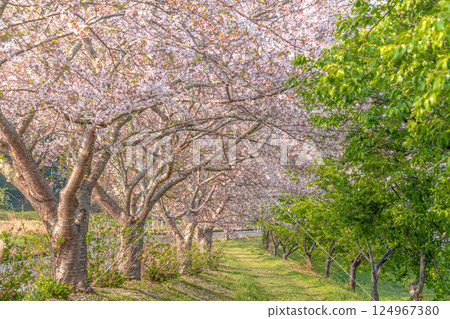 瀨馬的櫻花樹風景 瀨馬的櫻花樹風景 124967380