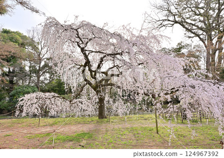 Weeping cherry blossoms in full bloom at the site of the Konoe residence, Kyoto Imperial Palace, Kyoto City 124967392