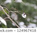 Long-tailed long-tailed perching on a branch 124967418