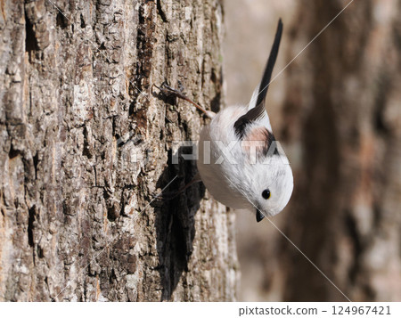 Shimaenaga perching on a tree Shimaenaga perching on a tree 124967421