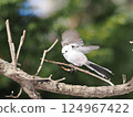 Long-tailed long-tailed perching on a branch 124967422