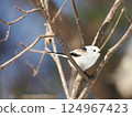 Long-tailed long-tailed perching on a branch 124967423