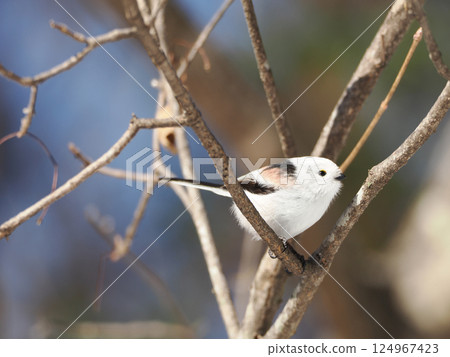 長尾長尾棲息在樹枝上 124967423