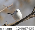 Long-tailed long-tailed perching on a branch 124967425