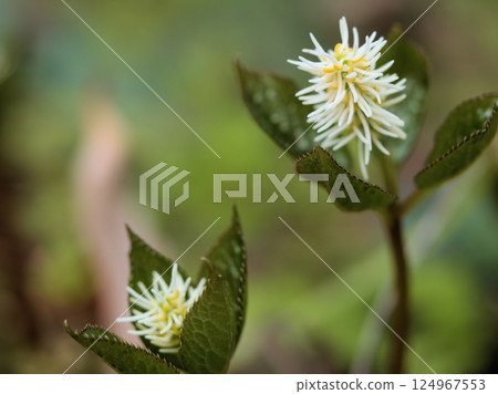 四月的「一人靜香」在樹林裡靜靜綻放 124967553